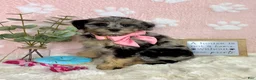 Mini Bernedoodle dogs for sale: Bella - Ad 2