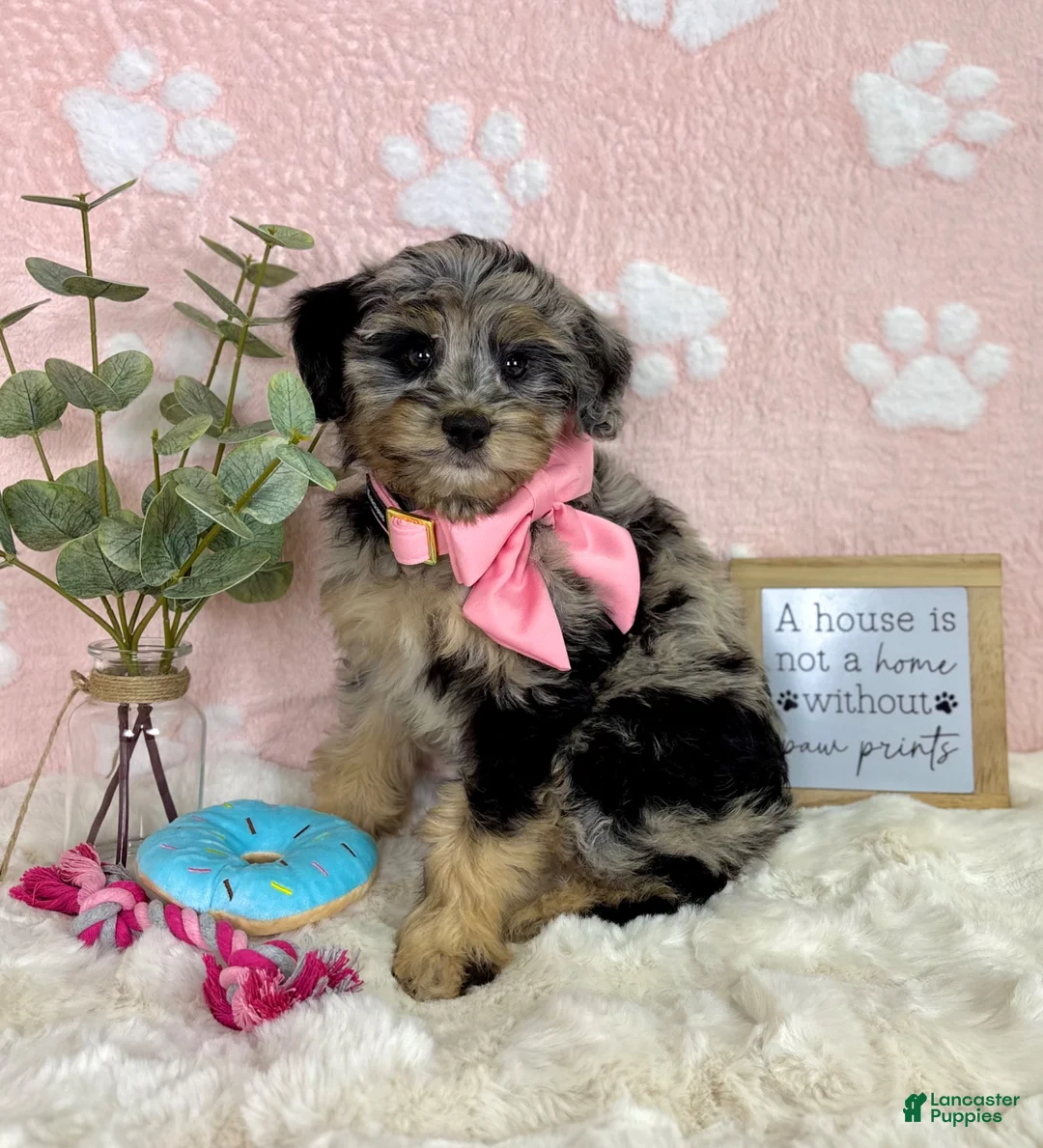 Mini Bernedoodle dogs for sale: Bella - Ad 2