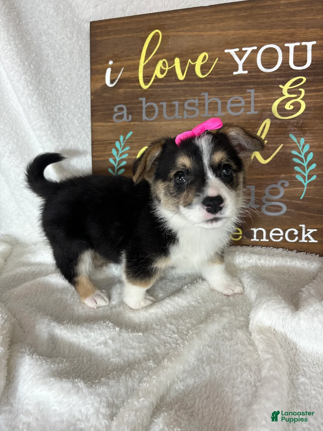 Welsh Corgi Pembroke dogs for sale: Carmen - Ad 5