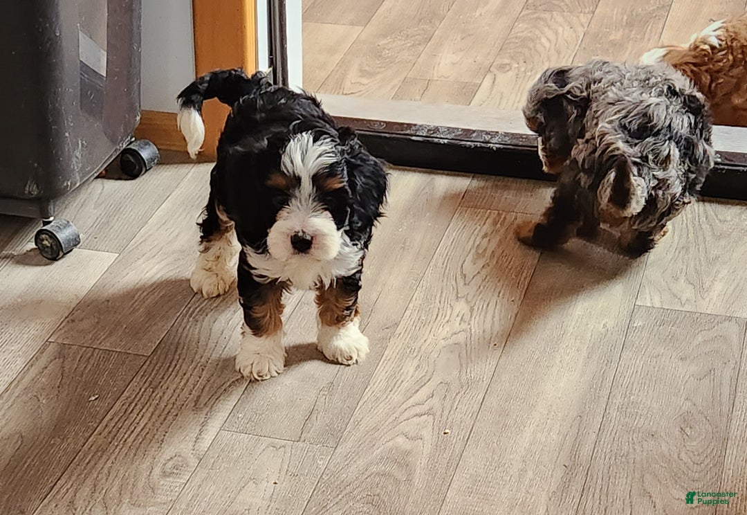 Cavapoo dogs for sale: Cavapoo Black/Tri Male #5 (Autumn's) - Ad 3