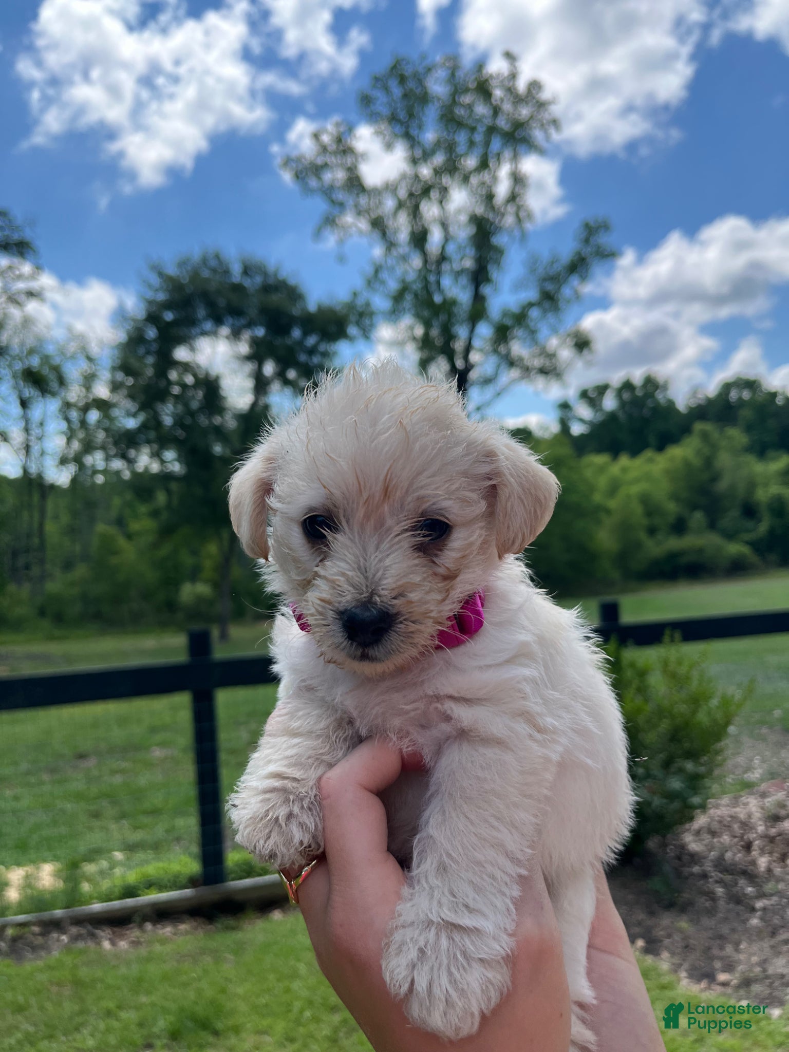 Westiepoo dogs Maple - Ad 3