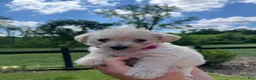 Westiepoo dogs for sale: Maple - Ad 1