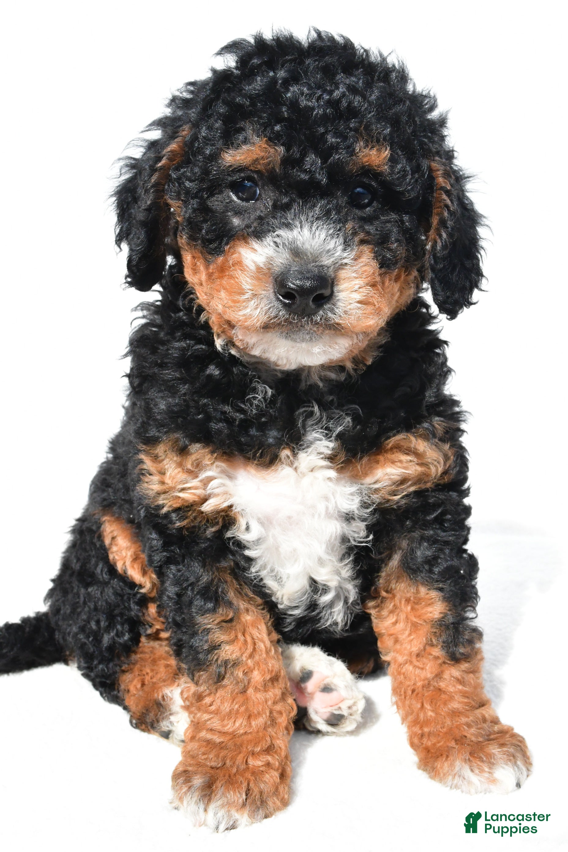 Mini Bernedoodle dogs Nick - Ad 1
