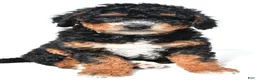 Mini Bernedoodle dogs for sale: Nick - Ad 1