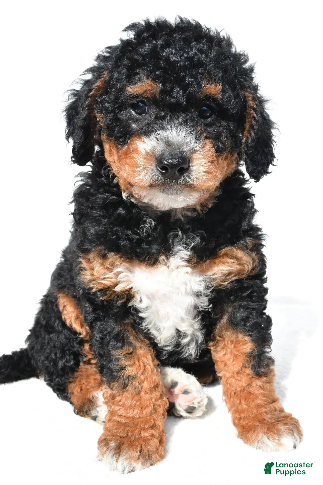 Mini Bernedoodle dogs for sale: Nick - Ad 1