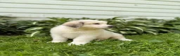 Great Pyrenees dogs for sale: Nicky - Ad 17