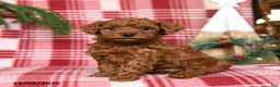 Toy Poodle dogs for sale: Cocoa - Ad 1