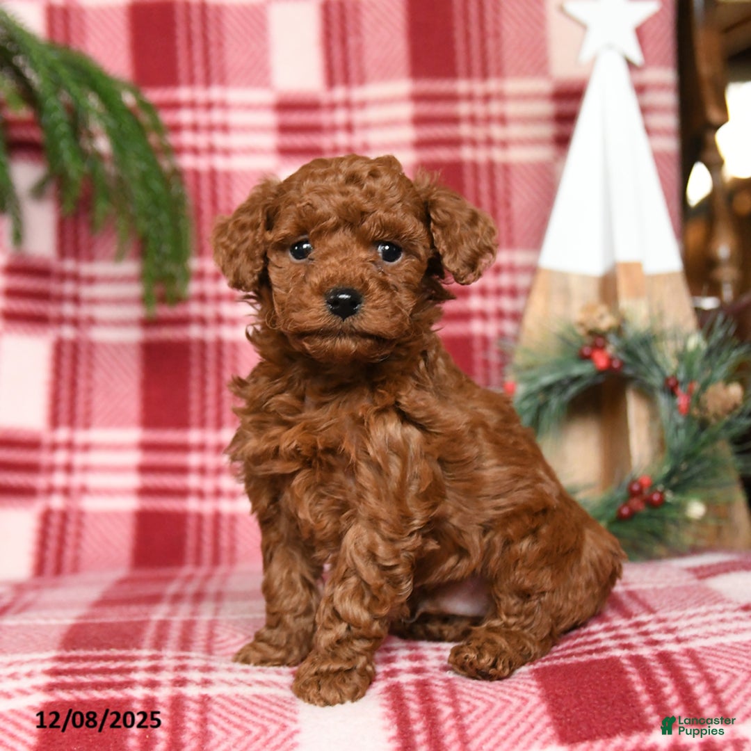 Toy Poodle dogs for sale: Cocoa - Ad 1