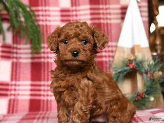 Toy Poodle dogs for sale: Cocoa - Ad 4
