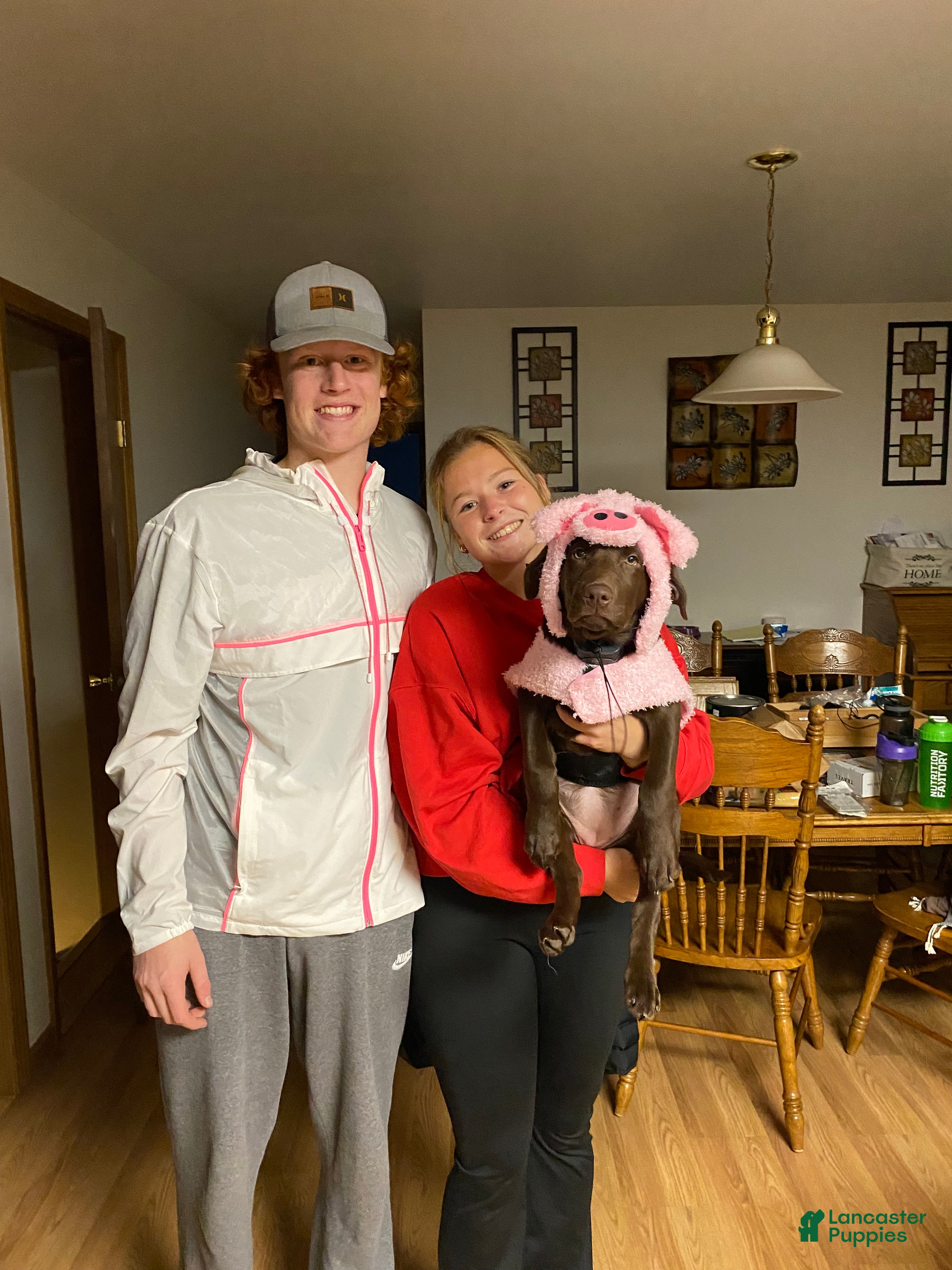 Labrador Retriever dogs Bronco - Ad 9