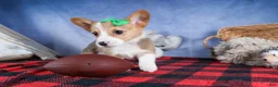 Welsh Corgi Pembroke dogs for sale: Mario - Ad 14