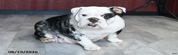 English Bulldog dogs for sale: Peggy - Ad 6