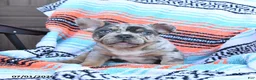 Mixed Breed dogs for sale: Chips - Ad 4