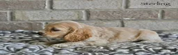 Cocker Spaniel dogs for sale: Sterling  - Ad 5