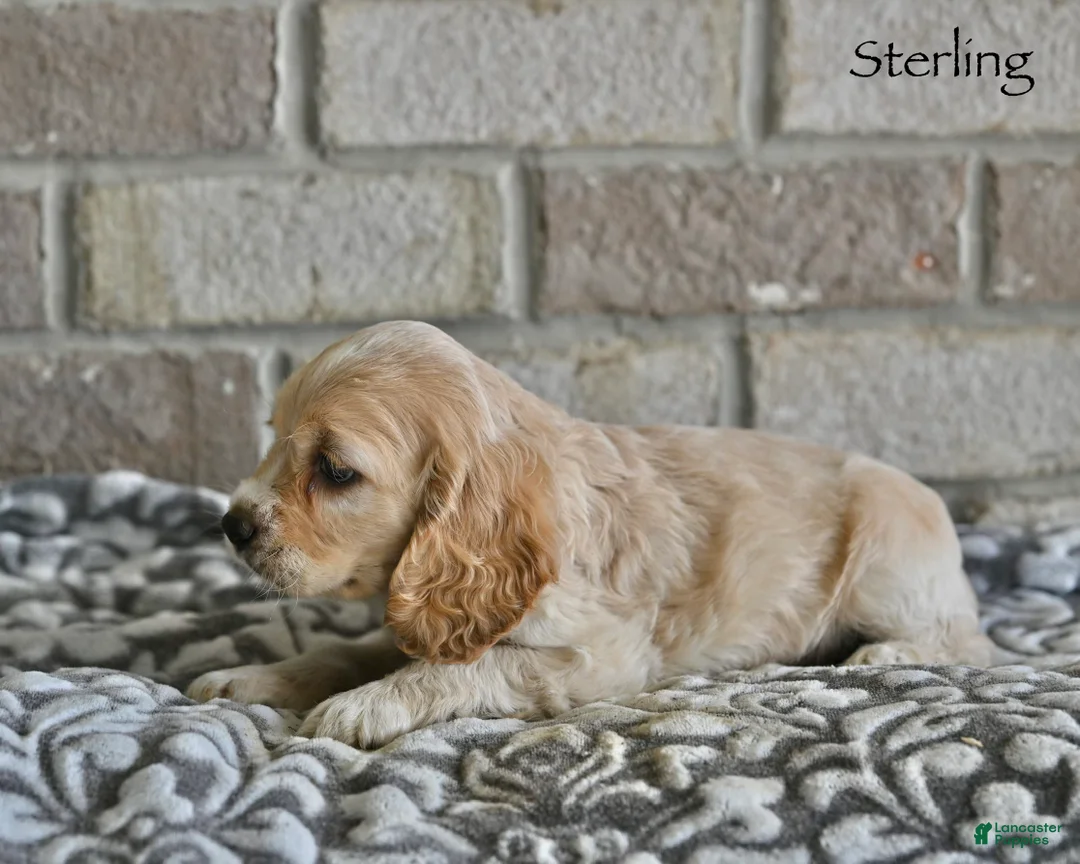 Cocker Spaniel dogs for sale: Sterling  - Ad 5