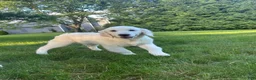 Golden Retriever dogs for sale: Lilly - Ad 2