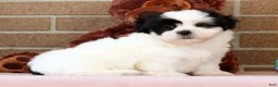 Shih Tzu dogs for sale: Panda - Ad 8