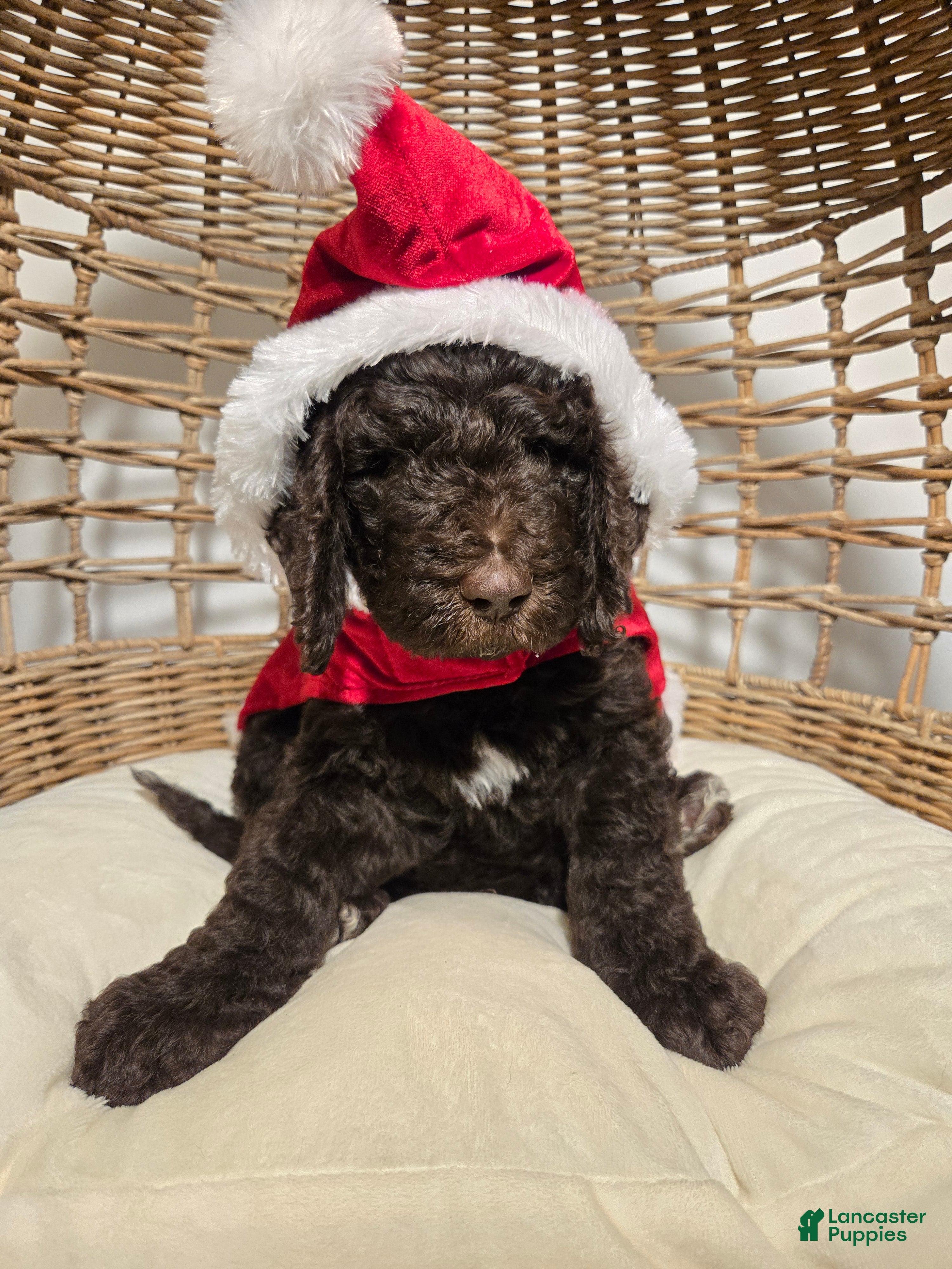 Goldendoodle dogs Blue - Ad 34