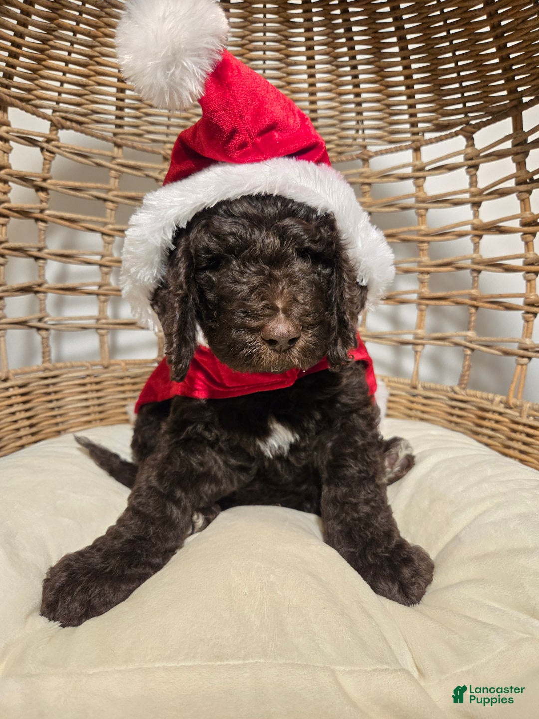 Goldendoodle dogs for sale: Blue - Ad 1