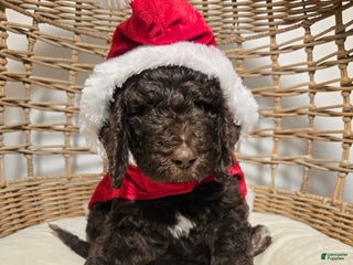 Goldendoodle dogs Blue - Ad 34