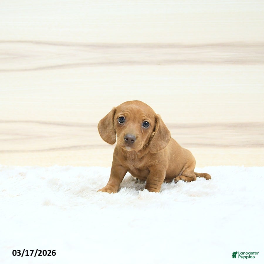Miniature Dachshund dogs Perdita - Ad 1