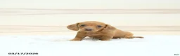 Miniature Dachshund dogs for sale: Perdita - Ad 1