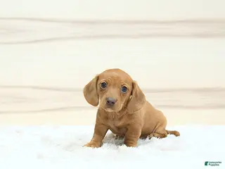 Miniature Dachshund dogs for sale: Perdita - Ad 3