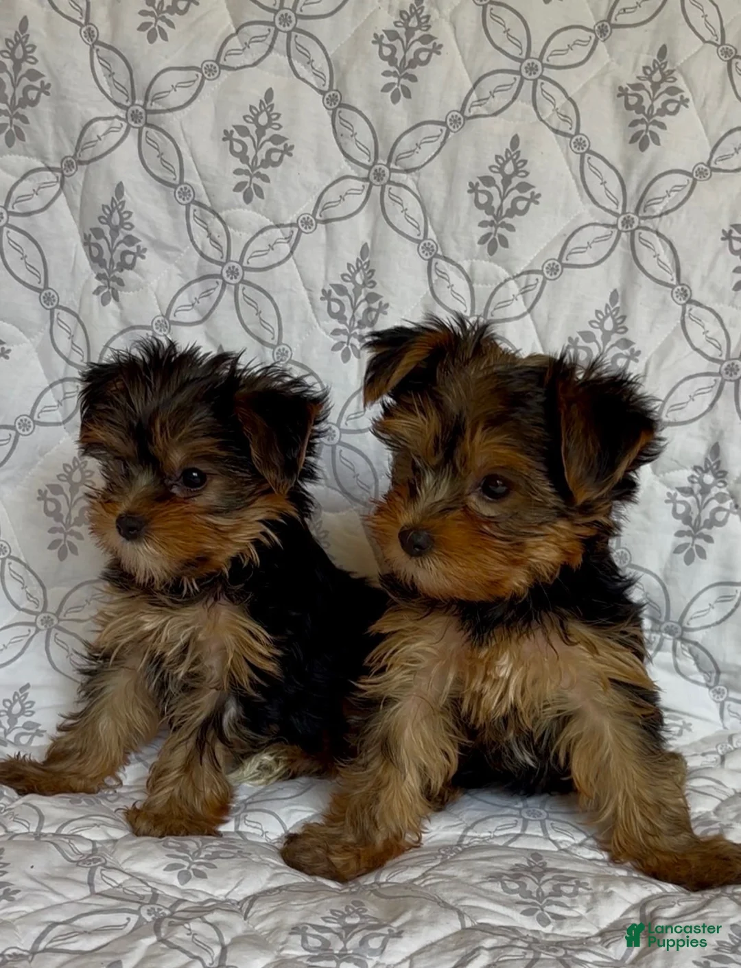 Yorkshire Terrier dogs for sale: Fifi - Ad 2