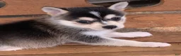 Alaskan Klee Kai dogs for sale: Scout – Tiny Size Mini Husky Boy - Ad 10