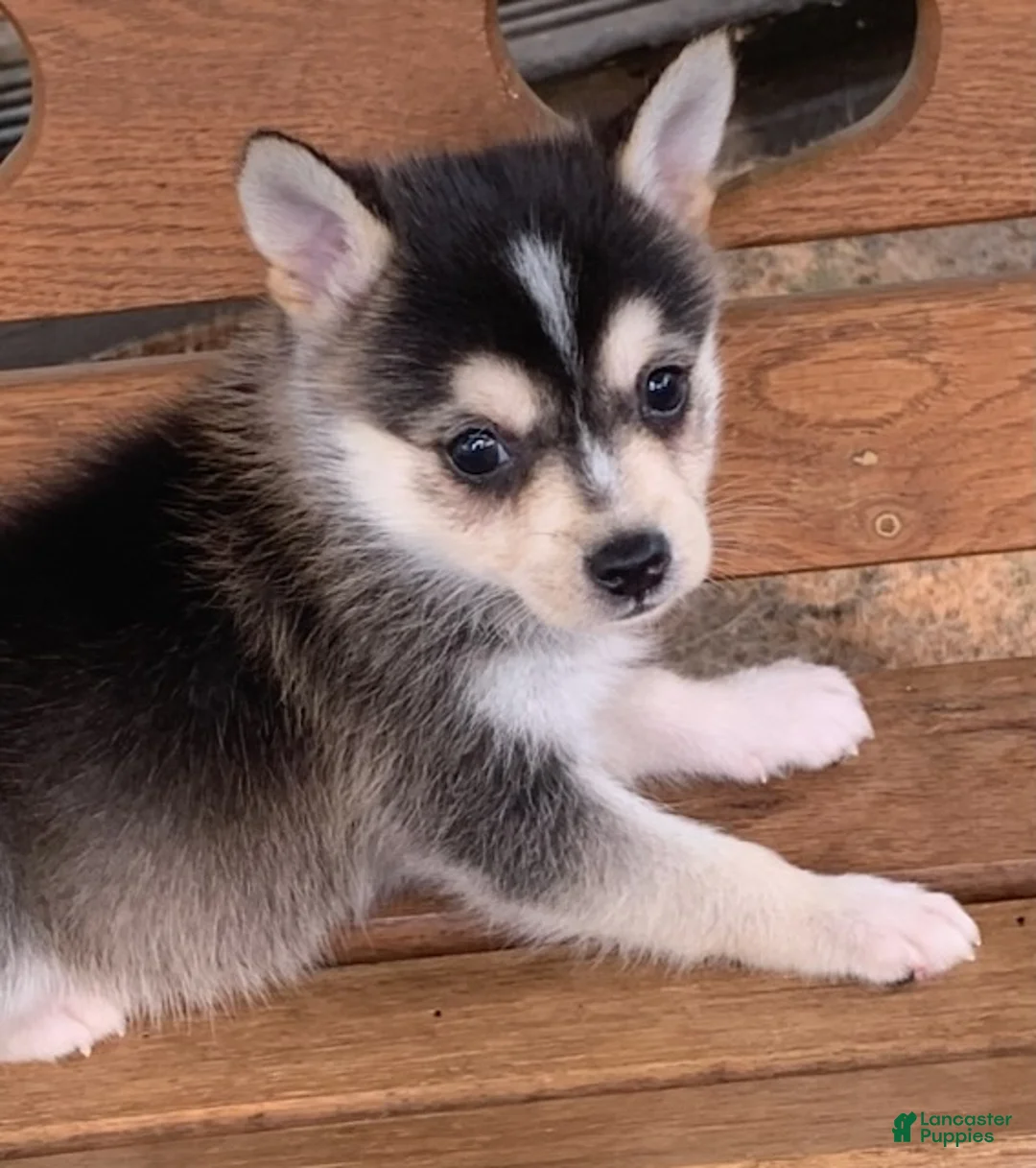 Alaskan Klee Kai dogs for sale: Scout – Tiny Size Mini Husky Boy - Ad 10
