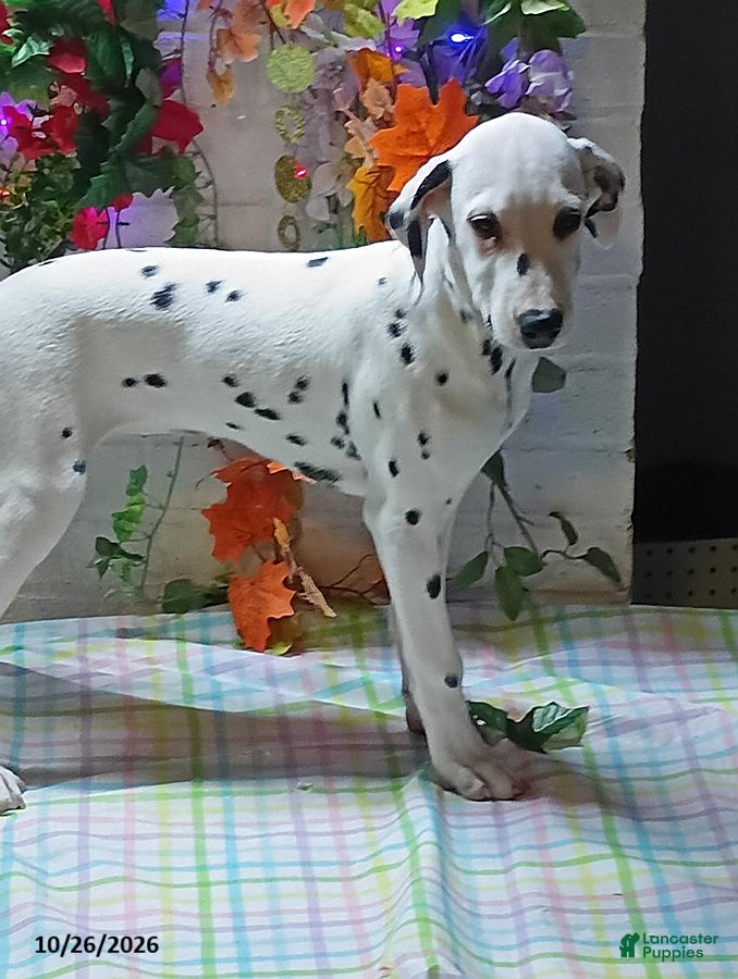 Dalmatian dogs for sale: Mrs Miller - Ad 1
