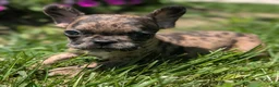 French Bulldog dogs for sale: French Fries - Ad 4