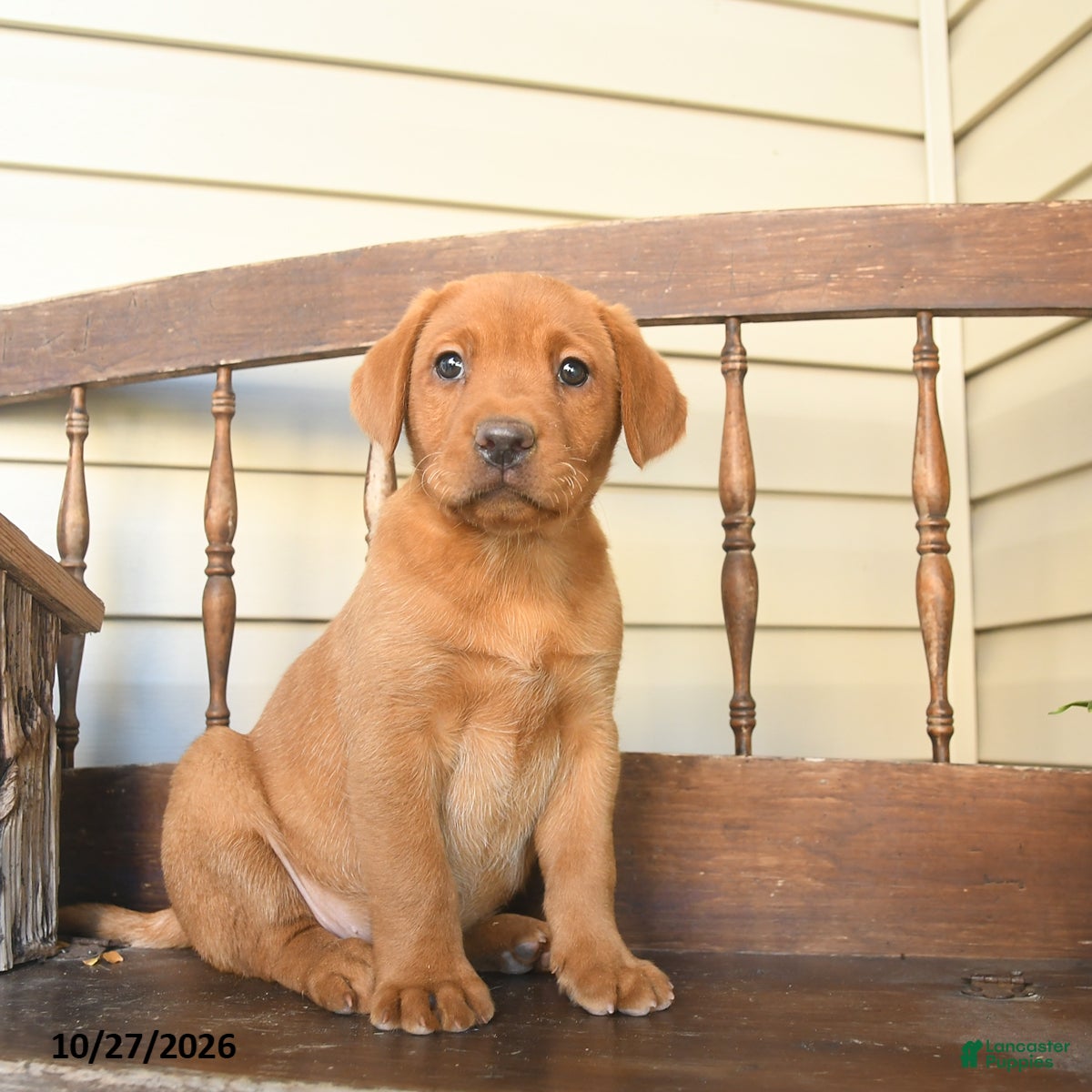 Labrador Retriever dogs for sale: Nutmeg  - Ad 1