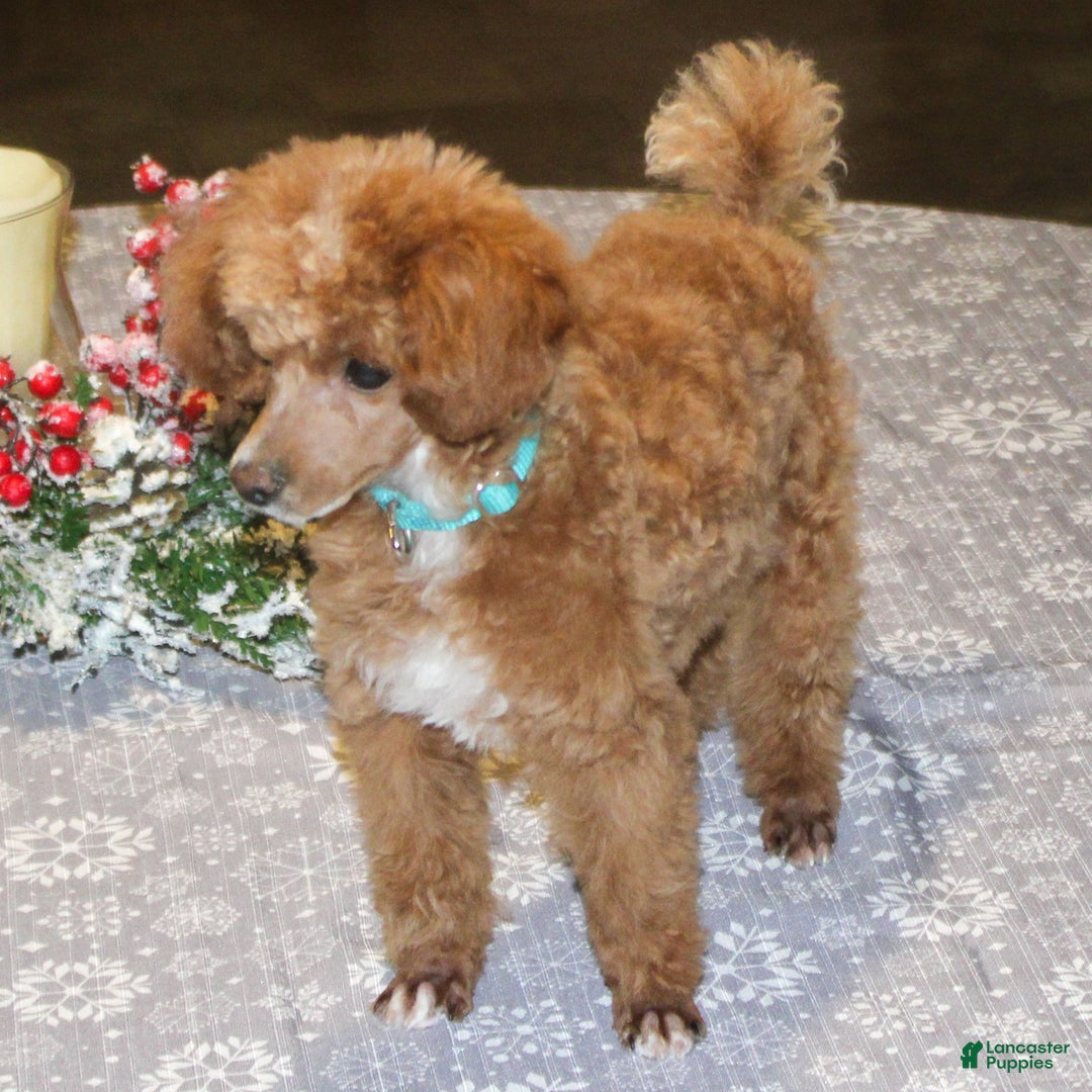 Miniature Poodle dogs for sale: Teddy - Ad 3