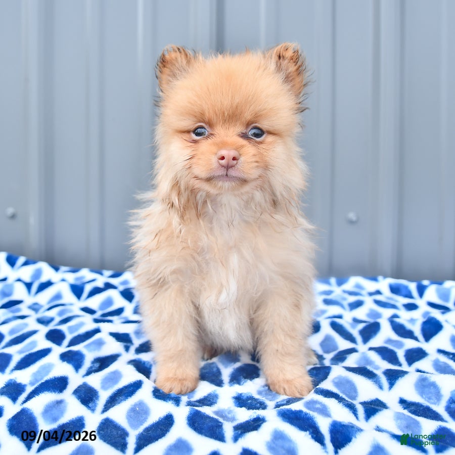 Pomeranian dogs for sale: Duncan - Ad 2