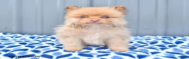 Duncan