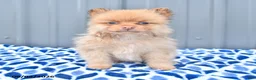 Pomeranian dogs for sale: Duncan - Ad 1