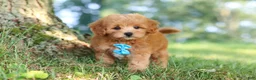 Maltipoo dogs for sale: Conner - Ad 10