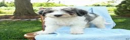 Mini Bernedoodle dogs for sale: Cooper - Ad 3