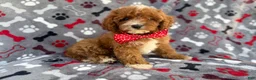 Cavapoo dogs for sale: Leo - Ad 9