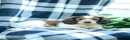 Miniature Dachshund dogs for sale: Carter - Ad 3