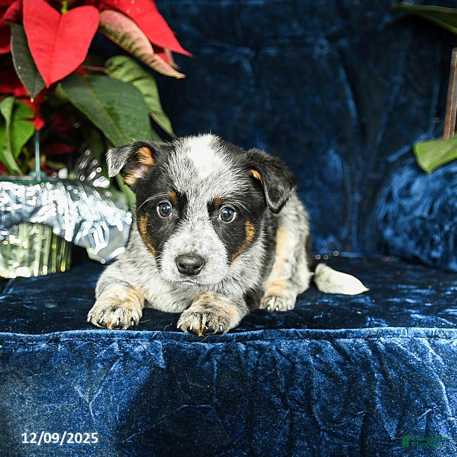 Australian Cattle Dog dogs Echo - Ad 18