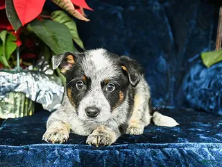 Australian Cattle Dog dogs Echo - Ad 9