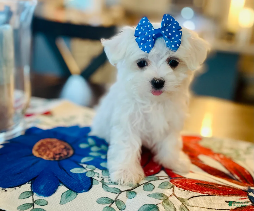 Maltese dogs for sale: Teacup Daina - Ad 1