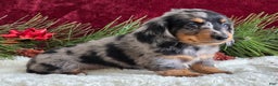 Miniature Dachshund dogs for sale: Korey - Ad 9