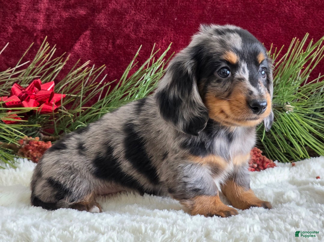 Miniature Dachshund dogs for sale: Korey - Ad 9