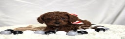 Cavapoo dogs for sale: Marcus - Ad 5