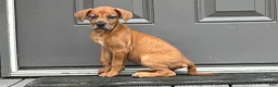 Mixed Breed dogs for sale: Maddy - Ad 1
