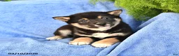 Shiba Inu dogs for sale: Dennis - Ad 2