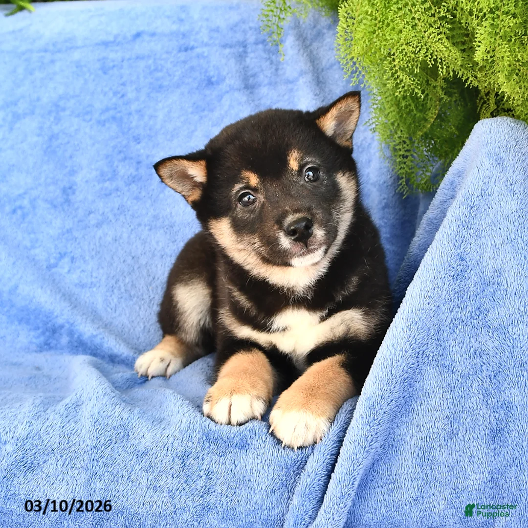 Shiba Inu dogs for sale: Dennis - Ad 2